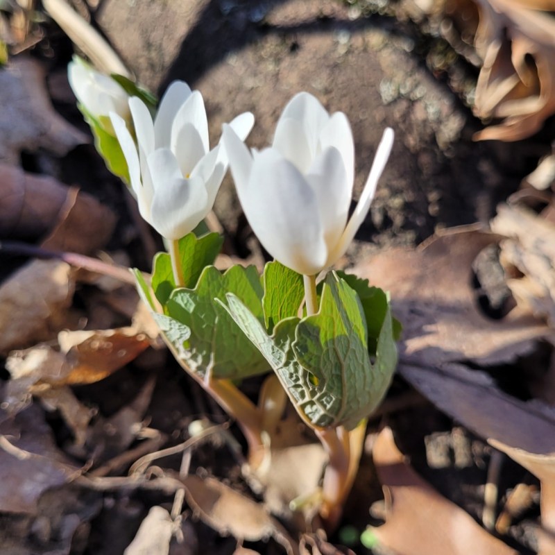 Bloodroot